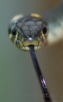 BB 07 0035 / Natrix natrix / Buorm